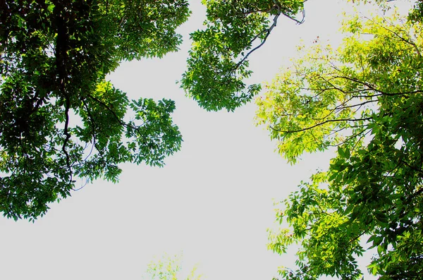 Árvores Que Adicionam Mais Verde Recebendo Céu Azul Luz Solar — Fotografia de Stock