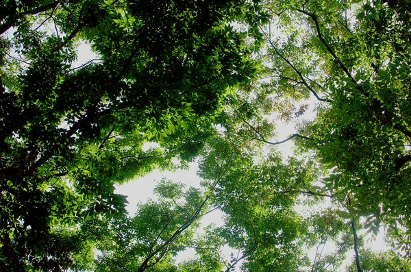 Árboles Que Añaden Más Verdor Recibir Cielo Azul Luz Solar — Foto de Stock