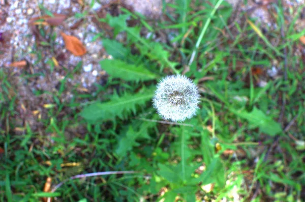 Dandelions slowly linger in the autumn blue sky and warm sunlight