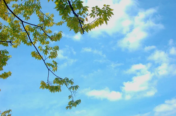 Árvores Que Adicionam Mais Verde Recebendo Céu Azul Luz Solar — Fotografia de Stock