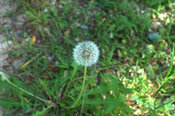 Dandelions slowly linger in the autumn blue sky and warm sunlight