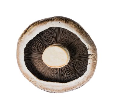 fresh brown portabello mushroom isolated on white background. File contains a clipping path. clipart