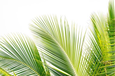 arka plan beyaz gökyüzü arka plan üzerinde yeşil Hindistan cevizi hurma yaprağı