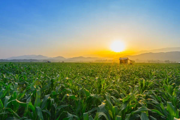 Jong Groen Maïsveld Landbouwtuin Licht Schijnt Zonsondergang — Stockfoto