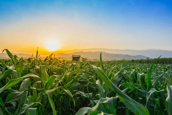 Jovem Campo Milho Verde Jardim Agrícola Luz Brilha Por Sol — Fotografia de Stock