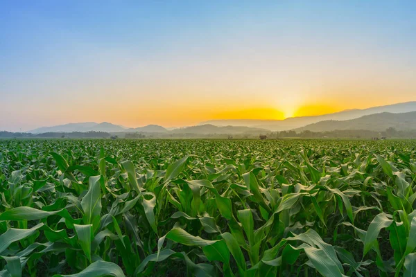 Jong Groen Maïsveld Landbouwtuin Licht Schijnt Zonsondergang — Stockfoto