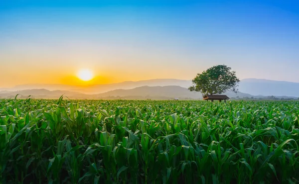 Krajobraz Młodego Zielonego Pola Kukurydzy Tajlandii Ogród Rolniczy Światło Świeci — Zdjęcie stockowe