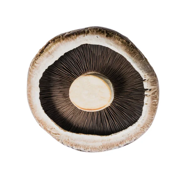 Fresh Brown Portabello Mushroom Isolated White Background File Contains Clipping — Stock Photo, Image