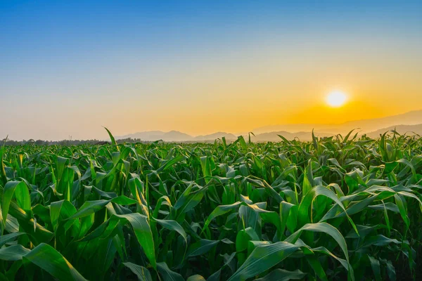 Paisagem Campo Milho Verde Jovem Tailândia Jardim Agrícola Luz Brilha — Fotografia de Stock