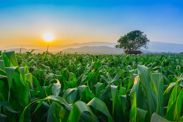 Paisagem Campo Milho Verde Jovem Tailândia Jardim Agrícola Luz Brilha — Fotografia de Stock