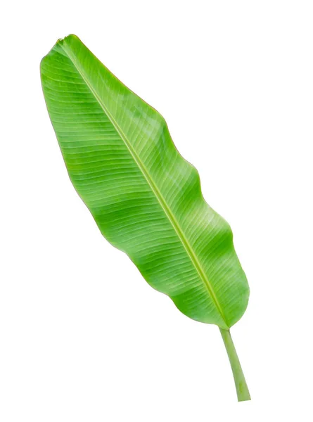 Tropische Pflanze Bananenblatt Auf Weißem Hintergrund Isoliert Datei Enthält Einen — Stockfoto