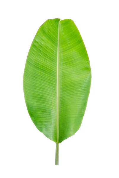 Planta Tropical Folha Banana Isolada Fundo Branco Arquivo Contém Caminho — Fotografia de Stock