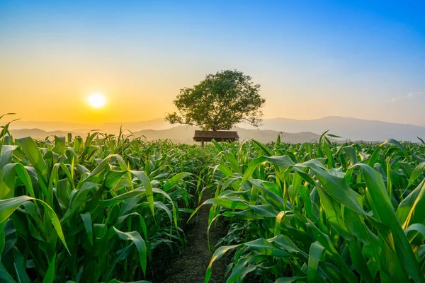 Paisagem Campo Milho Verde Jovem Tailândia Jardim Agrícola Luz Brilha — Fotografia de Stock