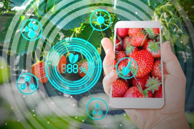 cep telefonu konsepti modern teknolojiler ile tarım bahçesinde taze çilek teftiş tutan el