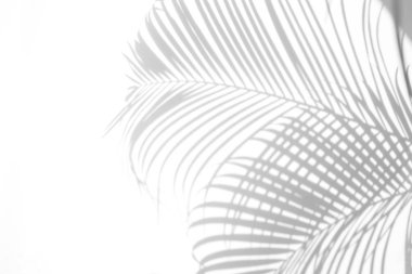 Beyaz bir duvardaki gölge palmiye yaprağının soyut arkaplanı. Beyaz ve Siyah.