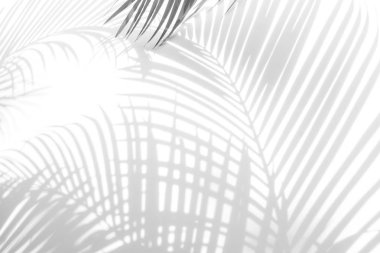 Beyaz bir duvardaki gölge palmiye yaprağının soyut arkaplanı. Beyaz ve Siyah.
