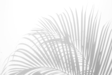 Beyaz bir duvardaki gölge palmiye yaprağının soyut arkaplanı. Beyaz ve Siyah.