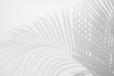 Beyaz bir duvardaki gölge palmiye yaprağının soyut arkaplanı. Beyaz ve Siyah.