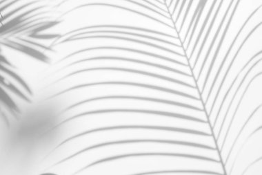 Beyaz bir duvardaki gölge palmiye yaprağının soyut arkaplanı. Beyaz ve Siyah.