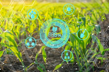 Modern teknoloji kavramlarıyla ekilmiş tarım tarlalarında büyüyen genç mısır filizleri.