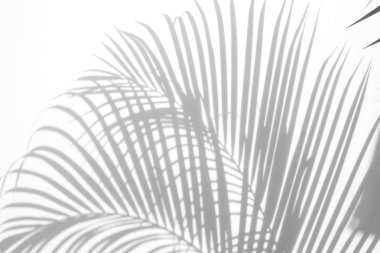 Beyaz bir duvardaki gölge palmiye yaprağının soyut arkaplanı. Beyaz ve Siyah.