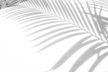 Beyaz bir duvardaki gölge palmiye yaprağının soyut arkaplanı. Beyaz ve Siyah.
