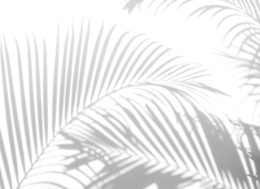 Beyaz bir duvardaki gölge palmiye yaprağının soyut arkaplanı. Beyaz ve Siyah.