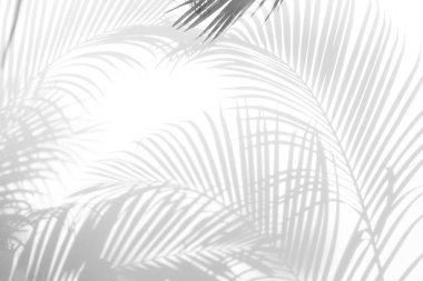 Beyaz bir duvardaki gölge palmiye yaprağının soyut arkaplanı. Beyaz ve Siyah.