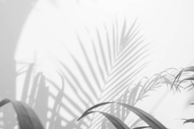 Beyaz bir duvardaki gölge palmiye yapraklarının soyut arkaplanı. Beyaz ve Siyah