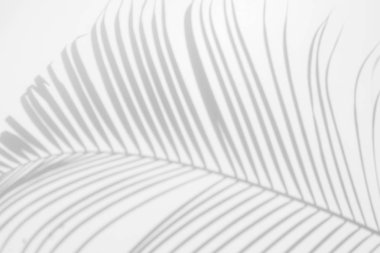 Beyaz bir duvardaki gölge palmiye yapraklarının soyut arkaplanı. Beyaz ve Siyah