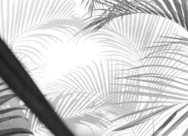 Beyaz bir duvardaki gölge palmiye yapraklarının soyut arkaplanı. Beyaz ve Siyah