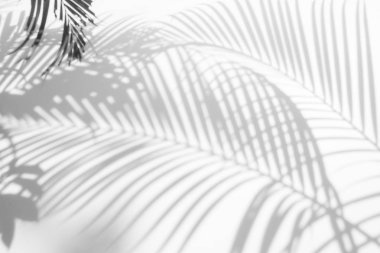 Beyaz bir duvardaki gölge palmiye yapraklarının soyut arkaplanı. Beyaz ve Siyah