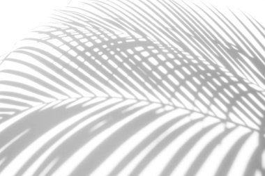 Beyaz bir duvardaki gölge palmiye yapraklarının soyut arkaplanı. Beyaz ve Siyah