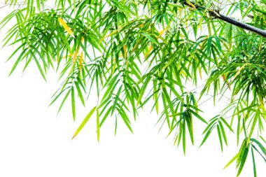 Beyaz arka plan üzerinde izole yeşil bambu yaprak
