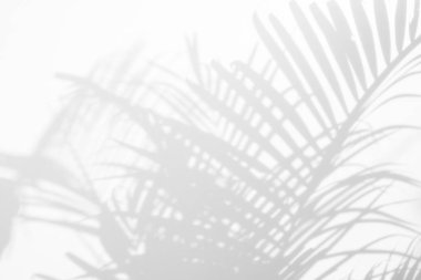 Beyaz bir duvardaki gölge palmiye yapraklarının soyut arkaplanı. Beyaz ve Siyah