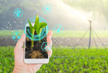 Yandan modern tarım dijital teknoloji kavramları ile mobil bir smartphone içinde büyüyen genç Mısır fide