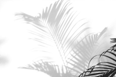 Beyaz duvar arka planında gölge palmiye yaprağı bulanıklığı, yaz konsepti, beyaz ve siyah
