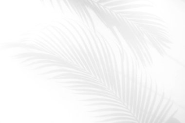 Beyaz duvar arka planında gölge palmiye yaprağı bulanıklığı, yaz konsepti, beyaz ve siyah