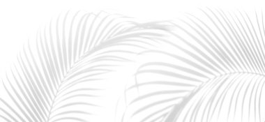 Beyaz duvar arka planında gölge palmiye yaprağı bulanıklığı, yaz konsepti, beyaz ve siyah