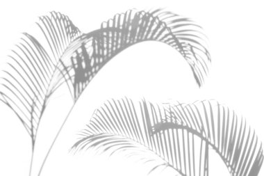 Beyaz duvar arka planında gölge palmiye yaprağı bulanıklığı, yaz konsepti, beyaz ve siyah