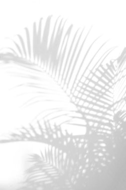 Beyaz duvar arka planında gölge palmiye yaprağı bulanıklığı, yaz konsepti, beyaz ve siyah