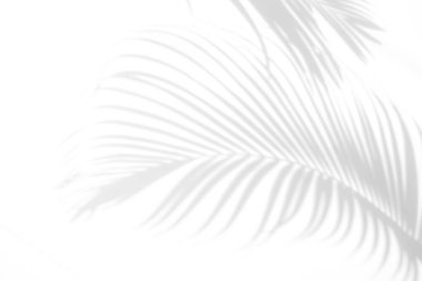 Beyaz duvar arka planında gölge palmiye yaprağı bulanıklığı, yaz konsepti, beyaz ve siyah