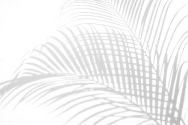 Beyaz duvar arka planında gölge palmiye yaprağı bulanıklığı, yaz konsepti, beyaz ve siyah