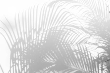 Beyaz duvar arka planında gölge palmiye yaprağı bulanıklığı, yaz konsepti, beyaz ve siyah