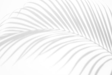 Beyaz bir duvardaki gölge palmiye yapraklarının soyut arkaplanı. Beyaz ve Siyah