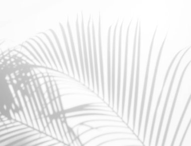 Beyaz bir duvardaki gölge palmiye yapraklarının soyut arkaplanı. Beyaz ve Siyah