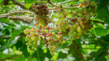 güzel genç üzüm (Blackopor) üzerinde bir asma tarım bahçesinde demet.