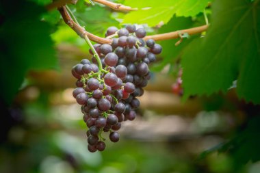 Olgun üzüm (Blackopor) üzerinde bir asma tarım bahçesinde demet.