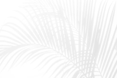 Beyaz bir duvardaki gölge palmiye yapraklarının soyut arkaplanı. Beyaz ve Siyah