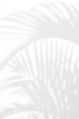 Beyaz bir duvardaki gölge palmiye yapraklarının soyut arkaplanı. Beyaz ve Siyah